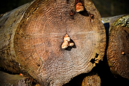 Tree log nature photo