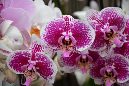 Exotic flowers orchid flora
