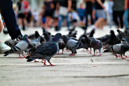 Venice italy birds