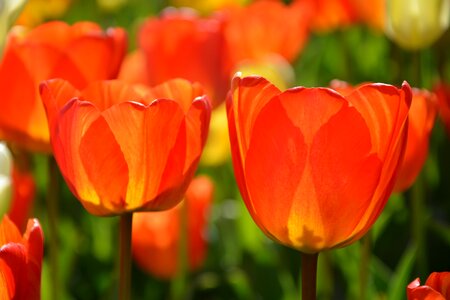 Vivid color nature close-up