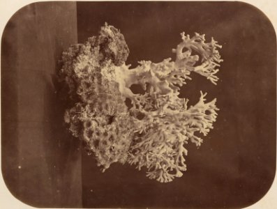 Comissao-Geologica-do-Imperio-Album1-Foto034-Getty (cropped)