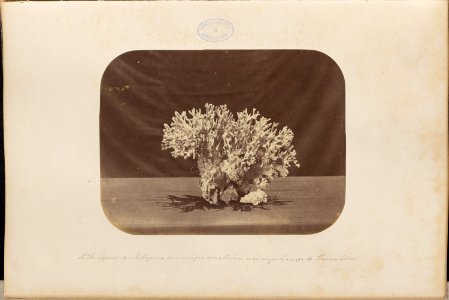 Comissao-Geologica-do-Imperio-Album1-Foto036-Getty