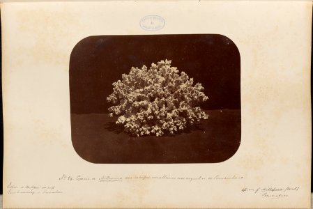Comissao-Geologica-do-Imperio-Album1-Foto029-Getty
