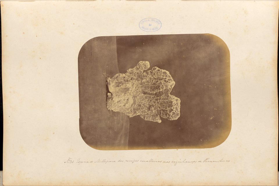 Comissao-Geologica-do-Imperio-Album1-Foto031-Getty