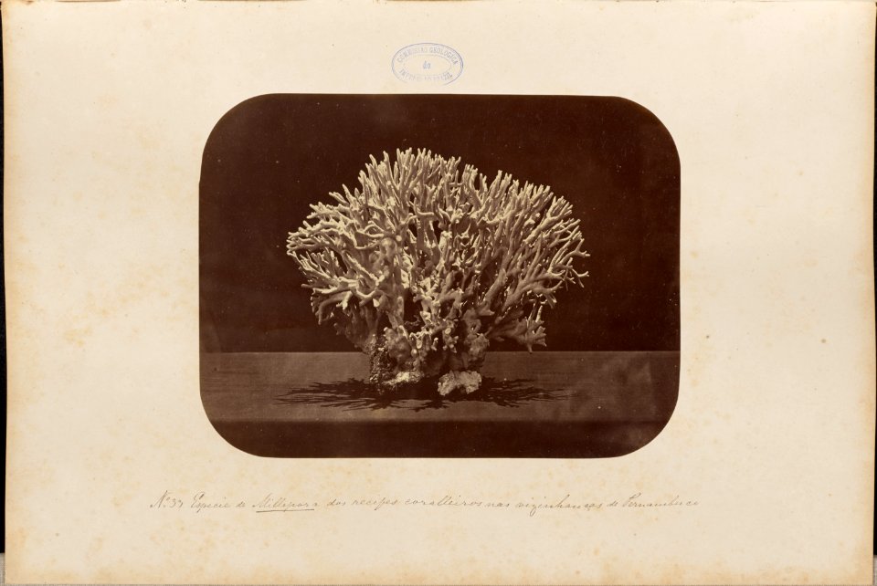 Comissao-Geologica-do-Imperio-Album1-Foto033-Getty