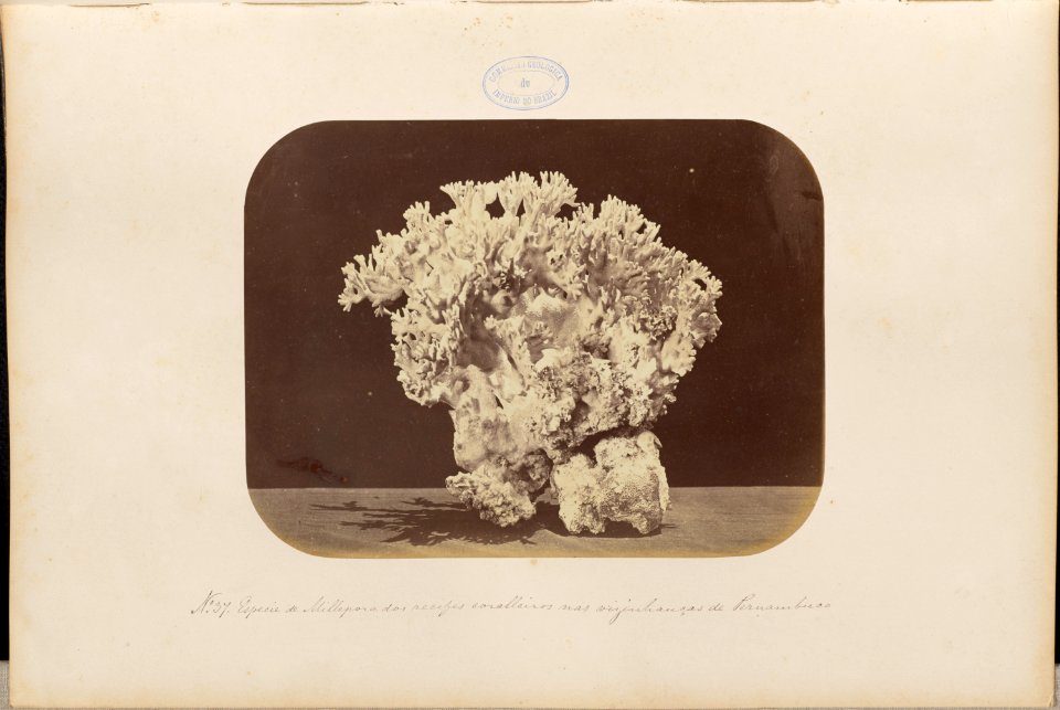 Comissao-Geologica-do-Imperio-Album1-Foto037-Getty