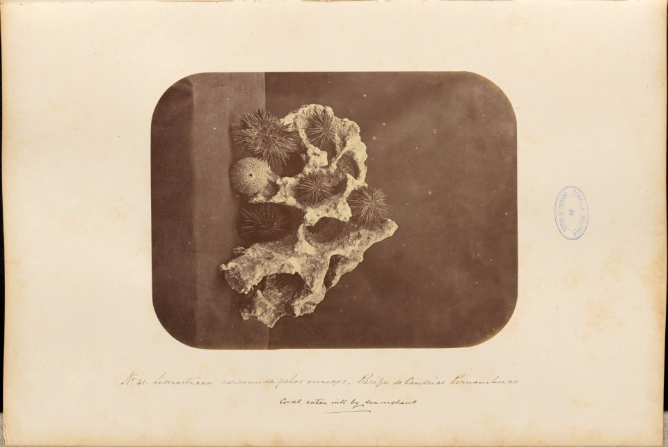 Comissao-Geologica-do-Imperio-Album1-Foto041-Getty