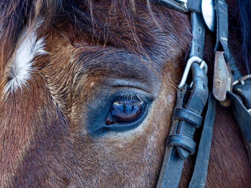 Cavalry nature head photo