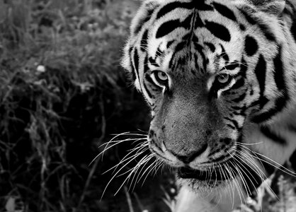 Black and white beautiful dangerous