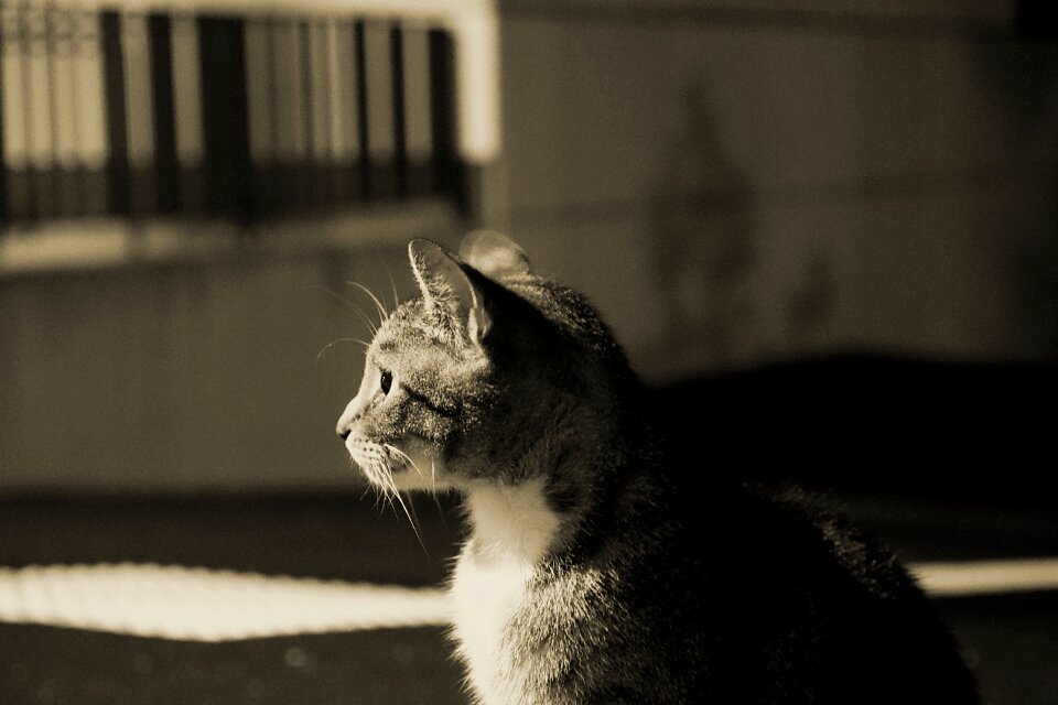Darkness watch animal portrait