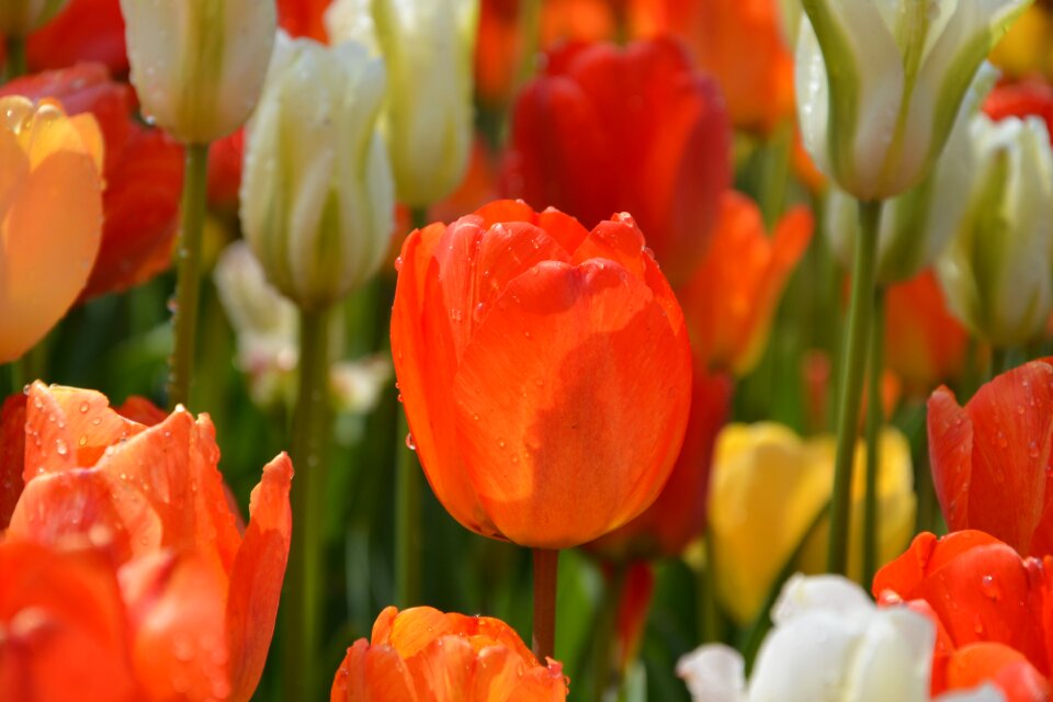 Vivid color nature close-up