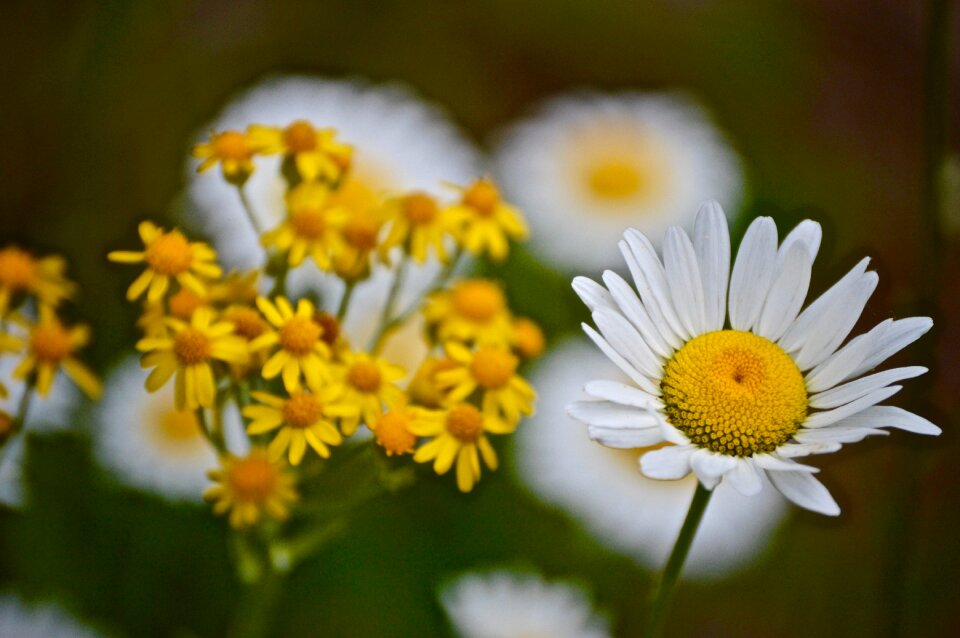 Summer hayfield daisy