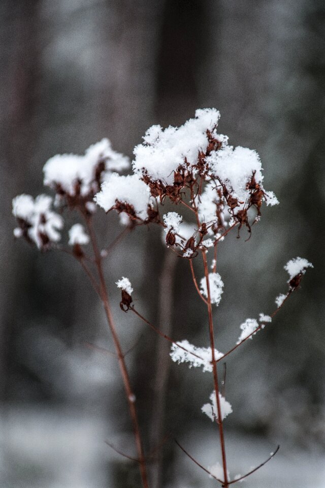 Snow landscape february