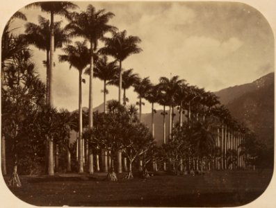 Comissao-Geologica-do-Imperio-Album2-Foto158-Getty (cropped)