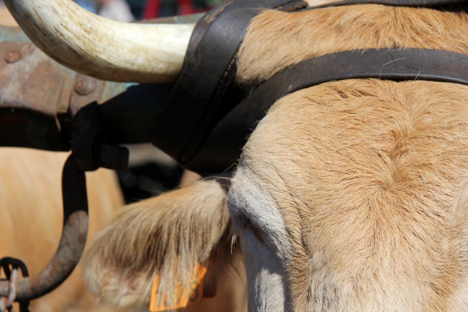 Cattle animal ruminant