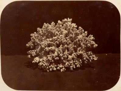 Comissao-Geologica-do-Imperio-Album1-Foto029-Getty (cropped)