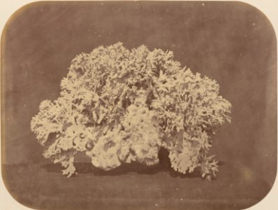 Comissao-Geologica-do-Imperio-Album1-Foto035-Getty (cropped)