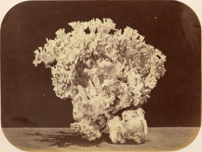 Comissao-Geologica-do-Imperio-Album1-Foto037-Getty (cropped)