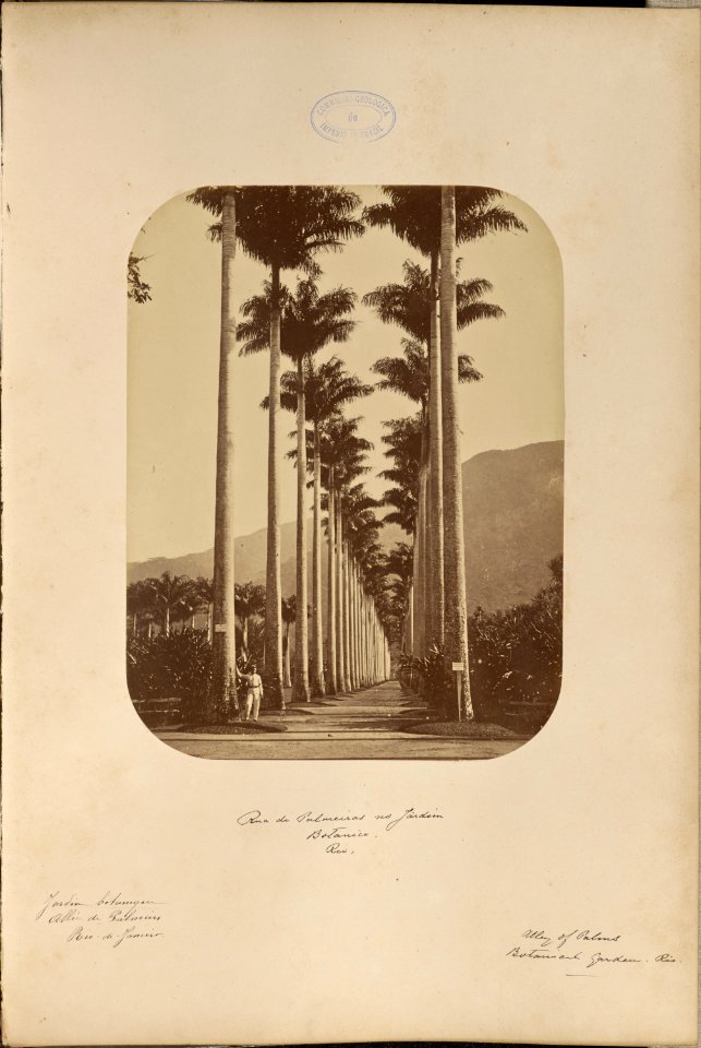 Comissao-Geologica-do-Imperio-Album2-Foto157-Getty