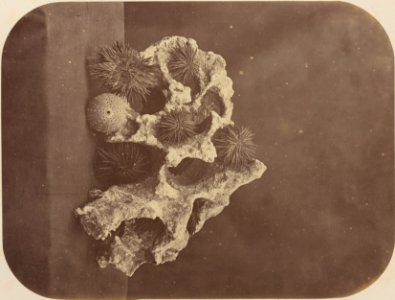 Comissao-Geologica-do-Imperio-Album1-Foto041-Getty (cropped)
