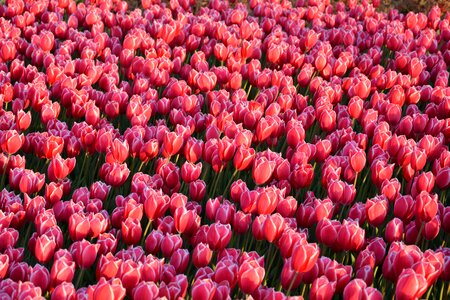 Vivid color nature close-up