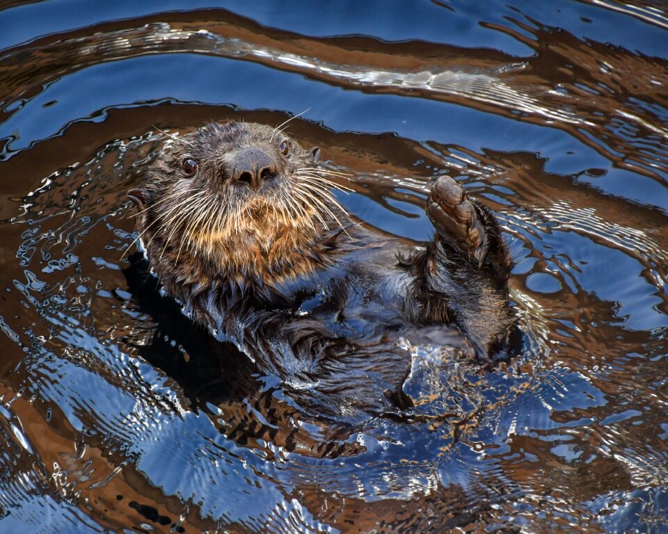 Sea ​​otter aquatic animal water
