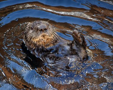 Sea ​​otter aquatic animal water