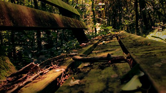 Bench forest tree
