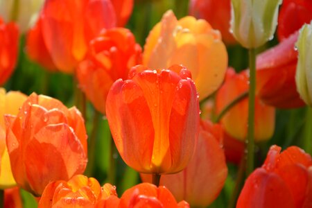 Vivid color nature close-up
