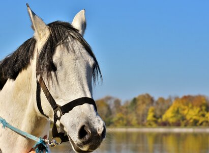 Pony animal blue sky