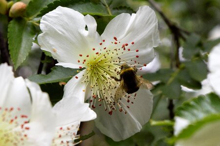 Bee on flower bee flower photo