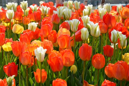 Vivid color nature close-up