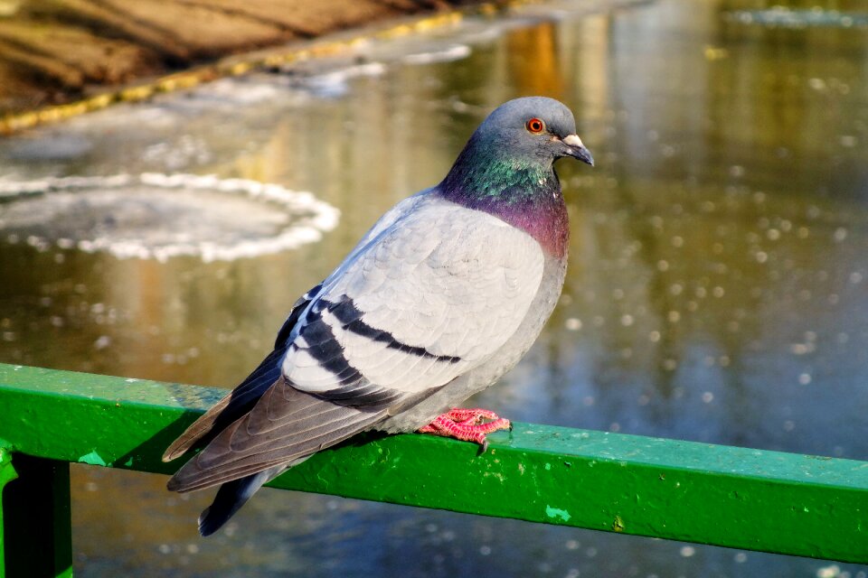 Animal columbidae wildlife
