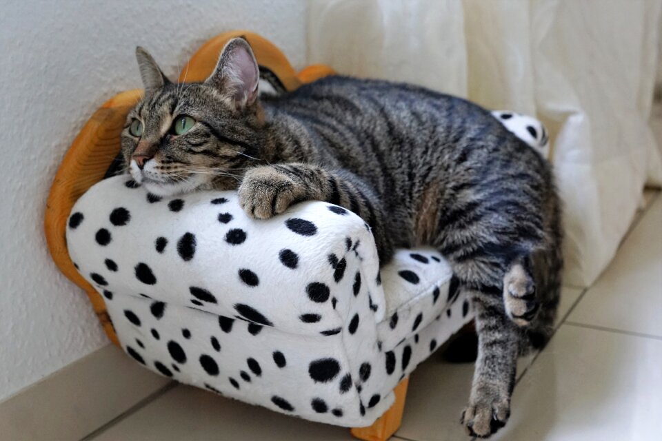 Tigerle pet young cat
