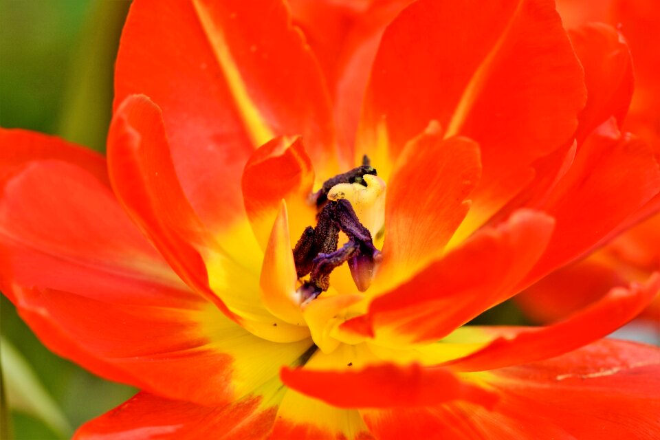 Stamp stamens petals