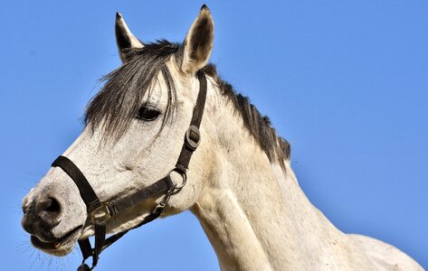 Pony animal blue sky