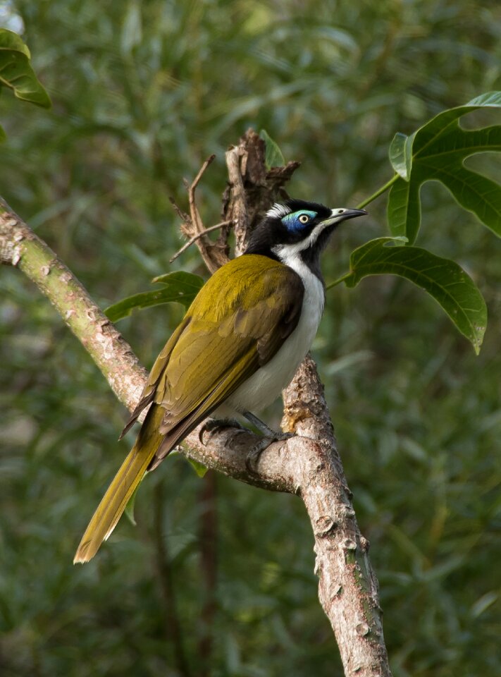 Honeyeater olive white