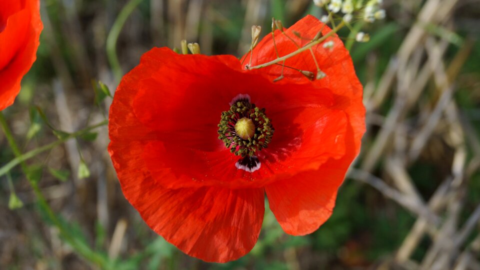 Klatschmohn wild plant bloom in corn field photo