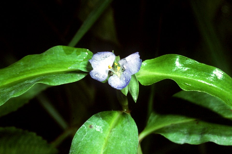 Commelina virginica NRCS-1