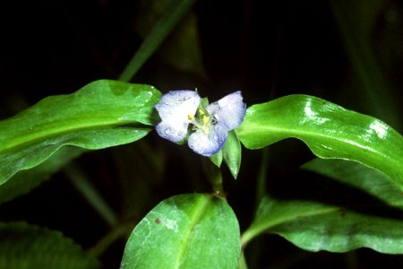 Commelina virginica NRCS-1