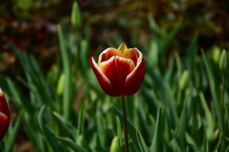 Vivid color nature close-up