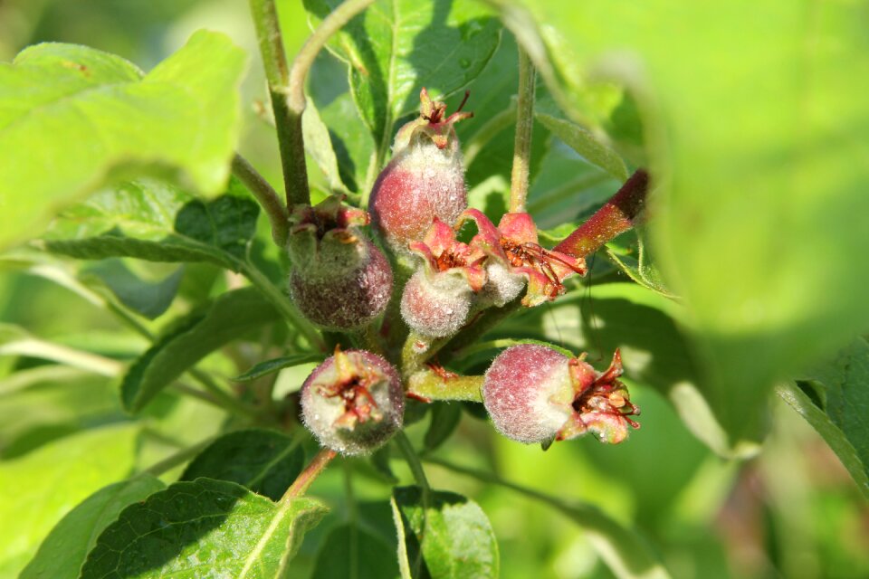 Leaf fruit plant