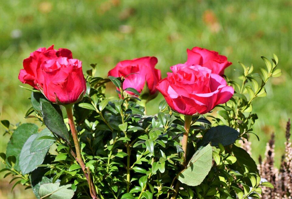 Wedding flowers rose bloom