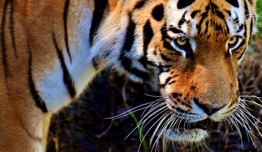 Beautiful dangerous big cat