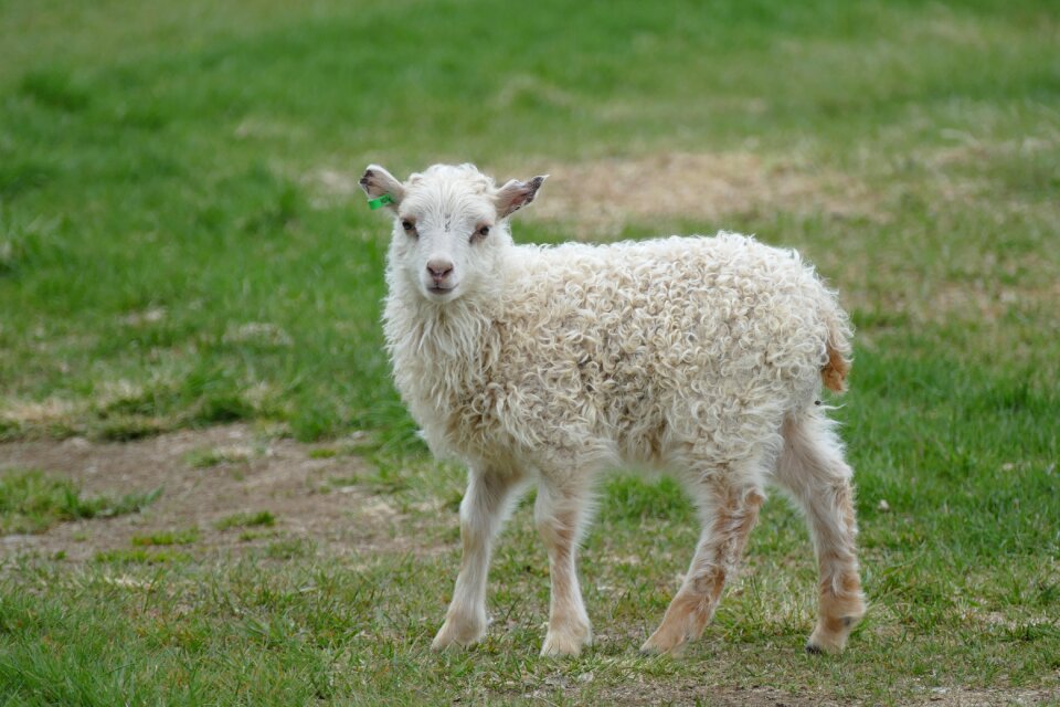 White schäfchen lamb
