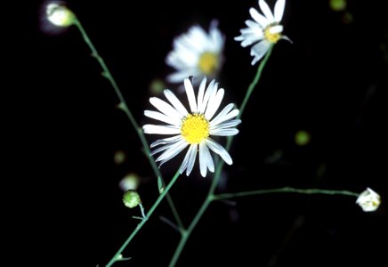 Boltonia asteroides NRCS-1