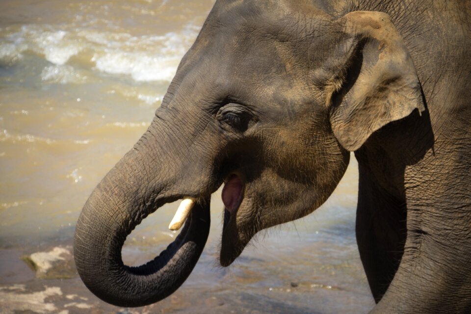 Animal pachyderm national park