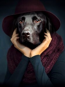 Dog portrait thinker