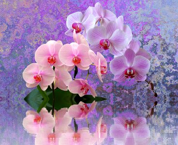 Tropical flower nature
