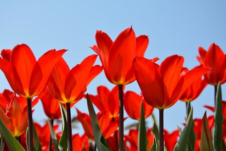 Vivid color nature close-up